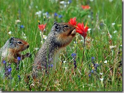 fotos animales y naturaleza (22)