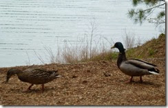 Friendly mallards at our site