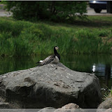 Malmö - Gans im Slottsparken