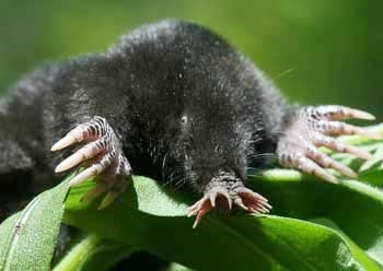 [Amazing%2520Animal%2520Pictures%2520Star%2520Nosed%2520Mole%2520%252811%2529%255B3%255D.jpg]