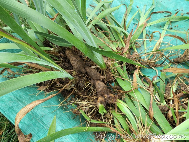 [Dividing%2520Iris%252012%255B3%255D.jpg]