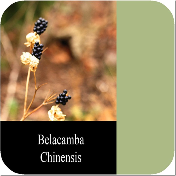 Belacamba chinensis seed in Colourblock