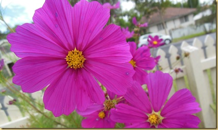 cosmos cropped