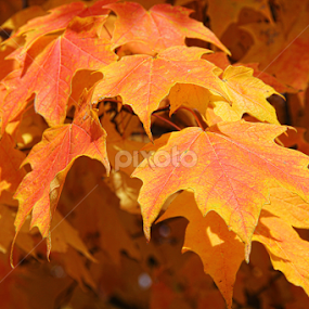 COLOR! by Marsha Biller - Nature Up Close Leaves & Grasses