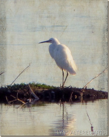 Egret with kk simplicity multiply 75