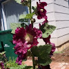 Hollyhock