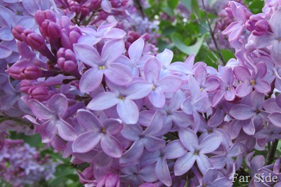 Lilacs almost done