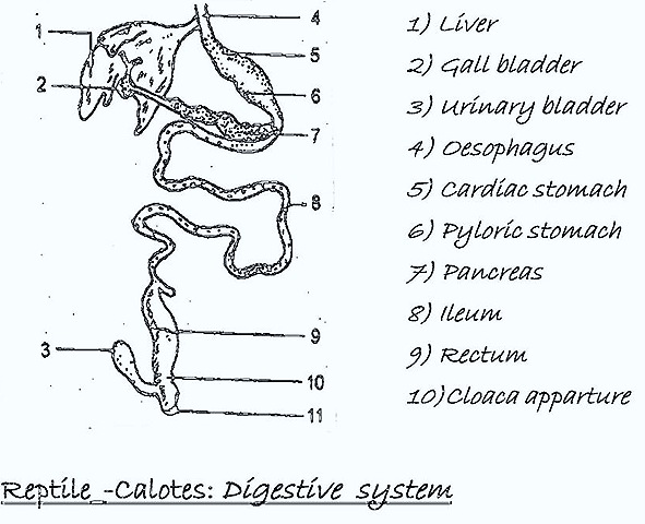 [digestive-system-reptile%255B13%255D.jpg]