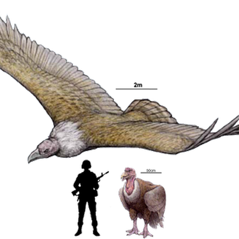 Argentavis is the largest flying bird ever discovered.