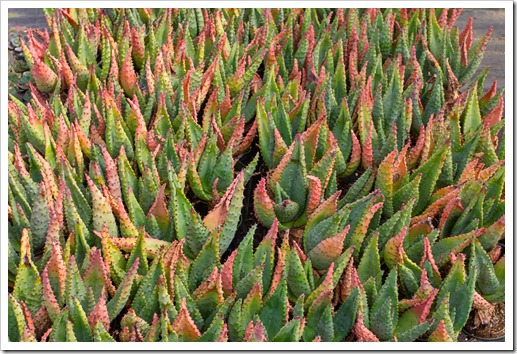 120929_SucculentGardens_Aloe-marlothii_02