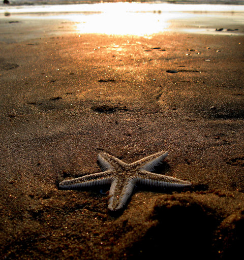 Canon Rebel T5i Review - Buy It Or Not? Find The Answer Here!