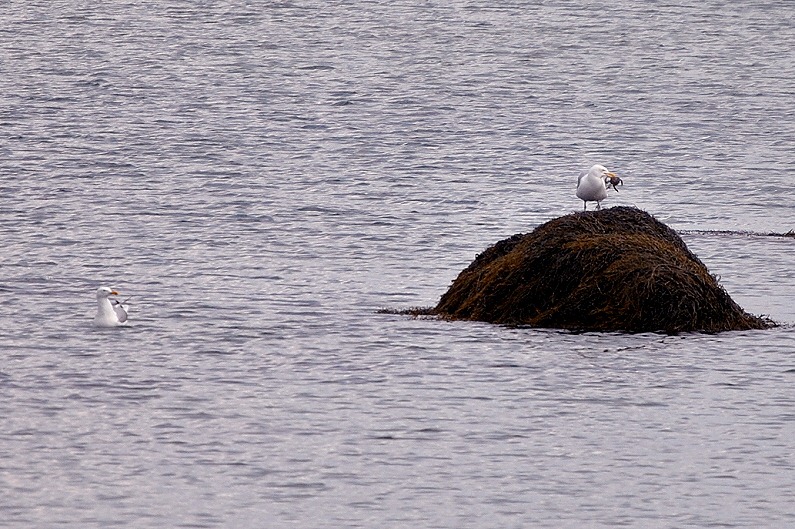 [08---sea-gulls2.jpg]