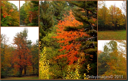 foliage collage1014
