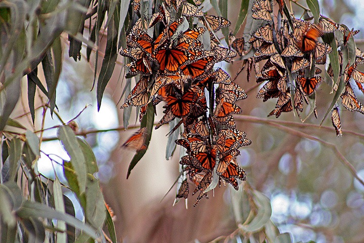 [Monarch-Butterflies-2008%255B7%255D.jpg]