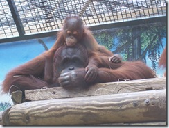 2011.07.26-057 orang-outan et son petit