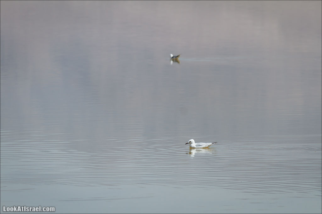 LookAtIsrael.com: Фото-блог о путешествиях по Израилю. Тель Авив, Иерусалим, Хайфа 