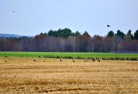 7. geese and crows-kab