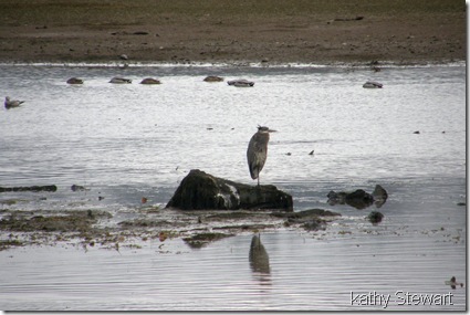 Heron and Mallard