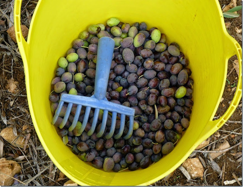 Horfesh-Olive Harvest