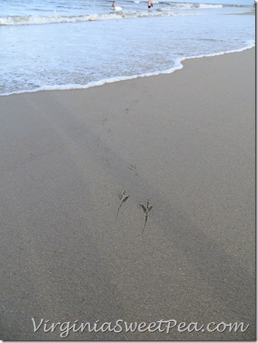 Tracks in Sand