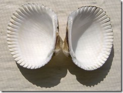 Blood ark clam