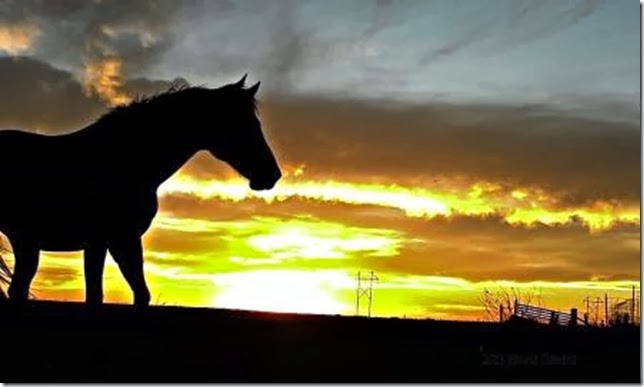 Sunset horse silhouette For what it's worth