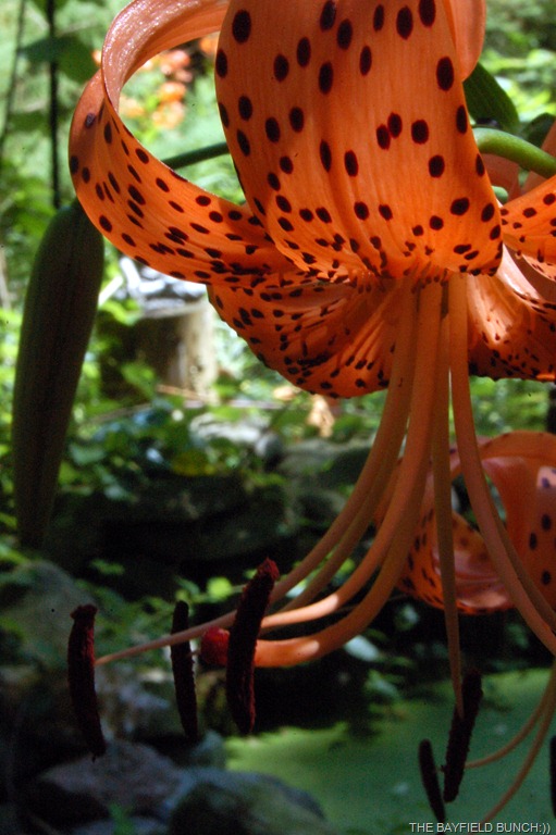 [DSC_0004-11%255B4%255D.jpg]