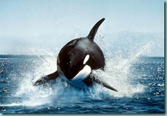 orcakillerwhale_1