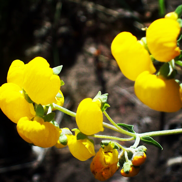 Capachito | Project Noah