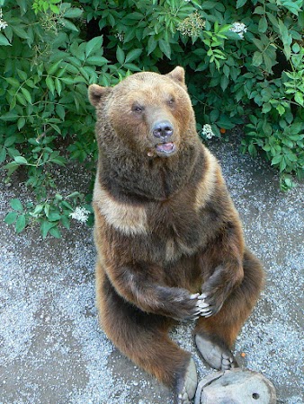 Obiective turistice Elvetia: ursul simbol Bern