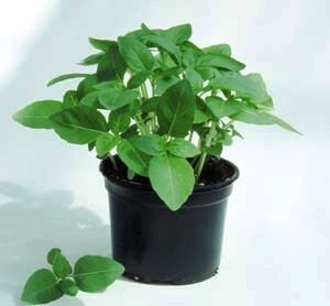 [Manjericao%2520Medinette%255B2%255D.jpg]