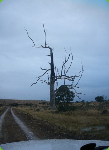 Eerie Tree, Frankfort Eastern Cape