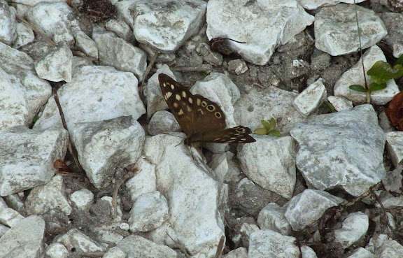 Pararge aegeria (L., 1758). Colline (900 m) près de Kislovosk (kraï de Stavropol), 17 août 2014. Photo : J. Michel