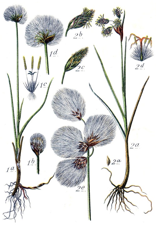 Eriophorum Scheuchzeri et Eriophorum polystachyum  Aus: J. Sturm's Flora von Deutschland  
