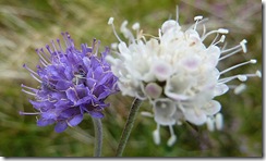 blue and white scabious