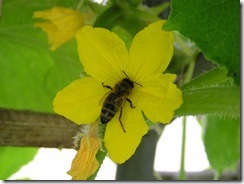 včely na květu a matečniky 175