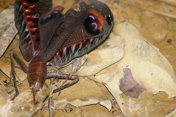 Orthoptera : Tettigoniidae : Pseudophyllinae : Pterochroza ocellataLINNAEUS, 1758. Crique Tortue, près de Saut Athanase (Guyane). 21 novembre 2011. Photo : J.-M. Gayman
