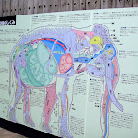 elephant anatomy at ueno zoo in Ueno, Japan 
