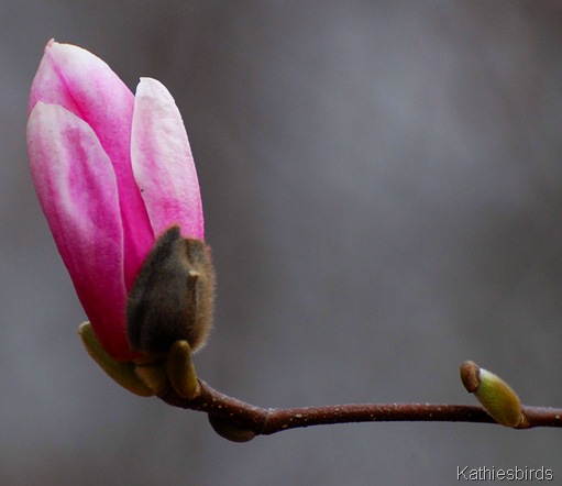 13. magnolia bud-kab