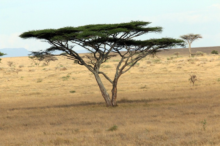 [October-18-2012-giraffe-pruned-tree3.jpg]