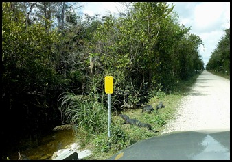16g - Cypress Swamp Alligators