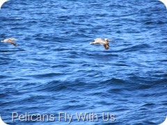 005 Pelicans off coast