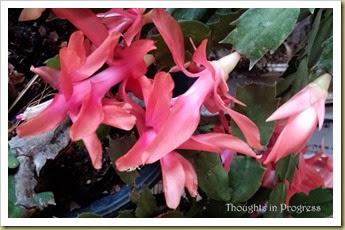 Pink Christmas Cactus - Thoughts in Progress
