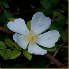 Field Rose, Rosa arvensis