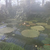 Giant Water Lily