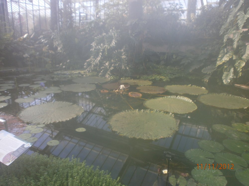 Giant Water Lily