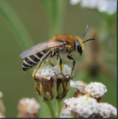 bee colletes -3