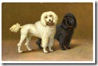 poodles-graphicsfairy012