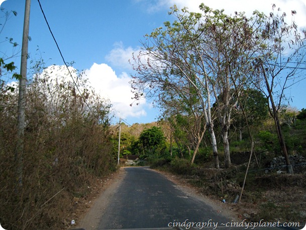 Road to Mangrove