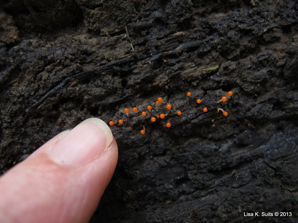 [Hemitrichia%2520clavata%2520orange%2520with%2520fingertip%255B5%255D.jpg]